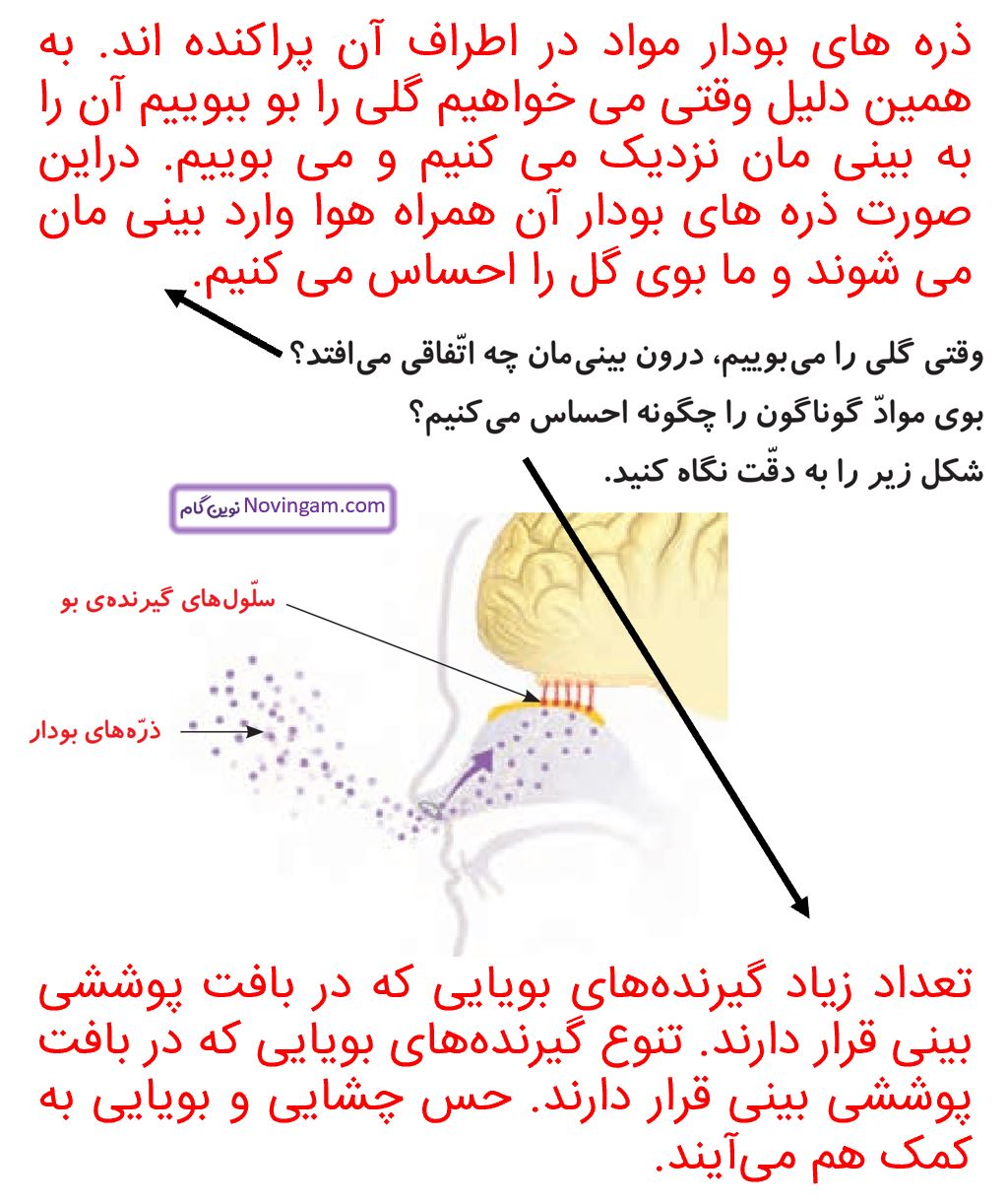جواب سوالات متن صفحه 58 علوم پنجم