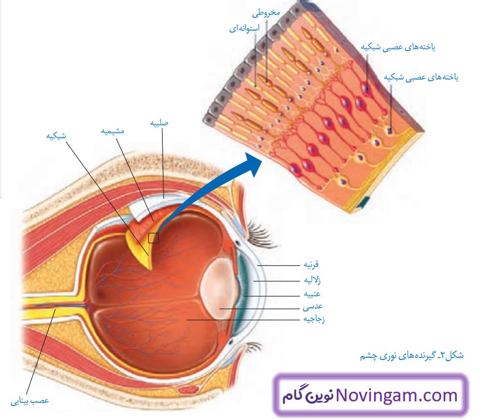 جواب فعالیت صفحه 37 علوم هشتم