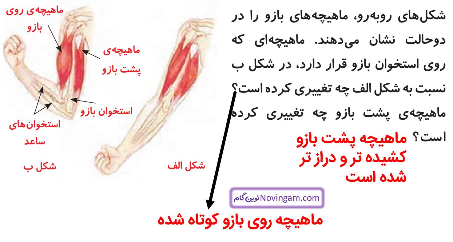 سوالات متن صفحه 37 علوم پنجم