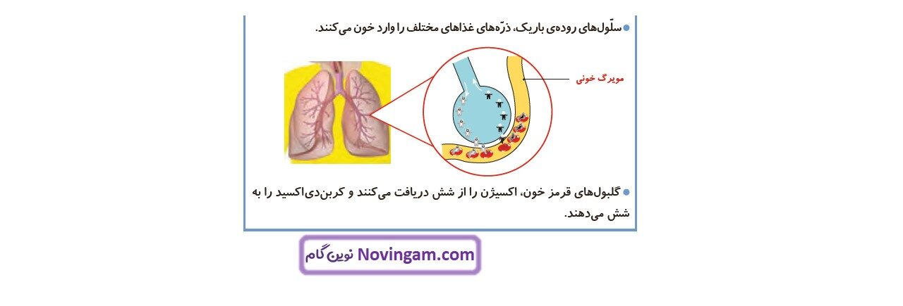 جواب صفحه ۹۰ علوم چهارم قسمت دوم