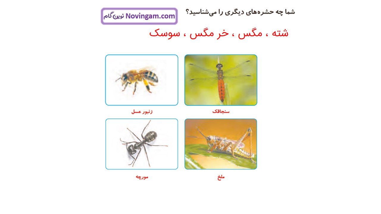 جواب صفحه ۹۷ و ۹۸ علوم چهارم قسمت چهارم