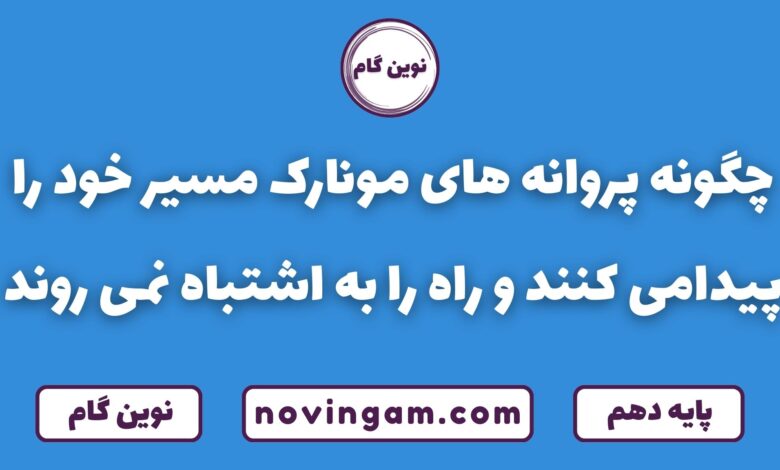 پروانه مونارک چگونه مسیر پیدا می کند