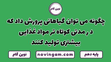 چگونه گیاهانی پرورش دهیم که مواد غذایی بیشتر تولید می کنند